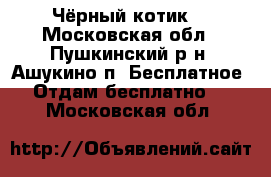 Чёрный котик. - Московская обл., Пушкинский р-н, Ашукино п. Бесплатное » Отдам бесплатно   . Московская обл.